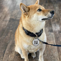 Smart QR Pet Tag